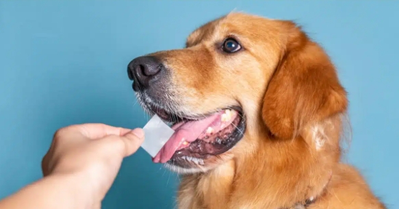 1724059925158153.jpg Disposable Dog Treats Oral Dissolving Film-3.jpg